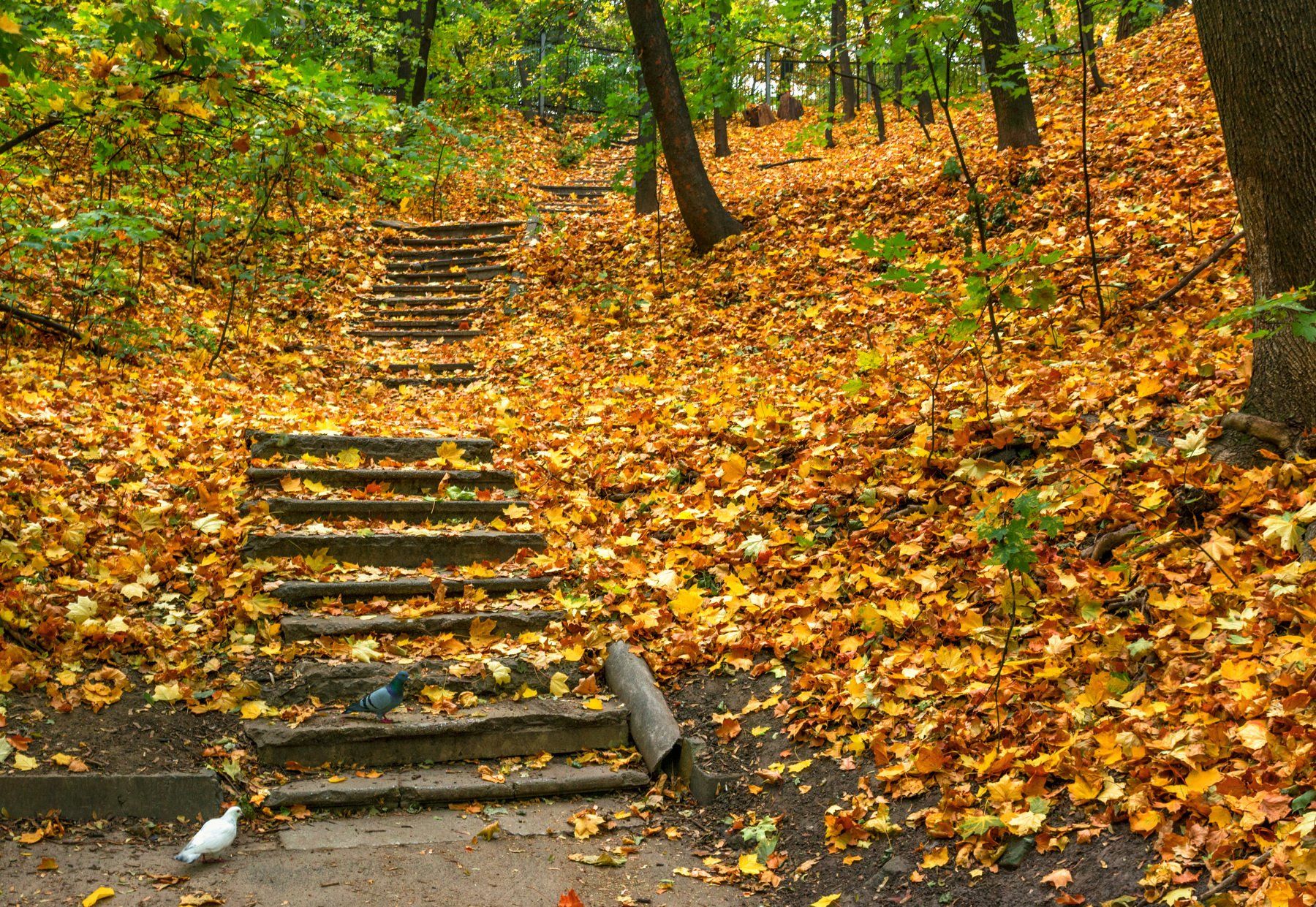 Ступеньки осень