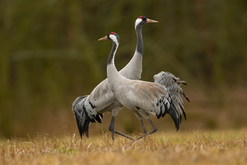 Журавль фото птицы картинки