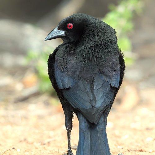 Bronzed Cowbird