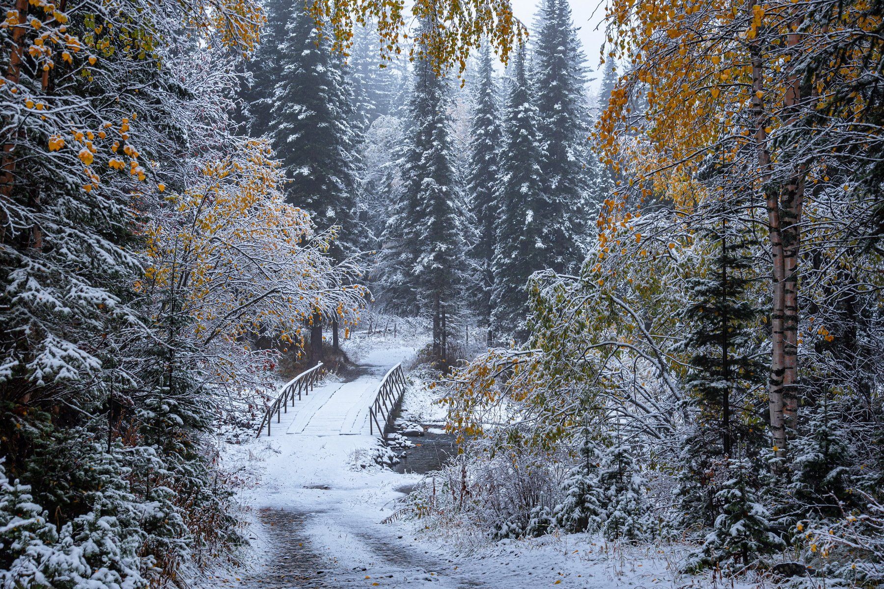 Осень первый снег Алтай