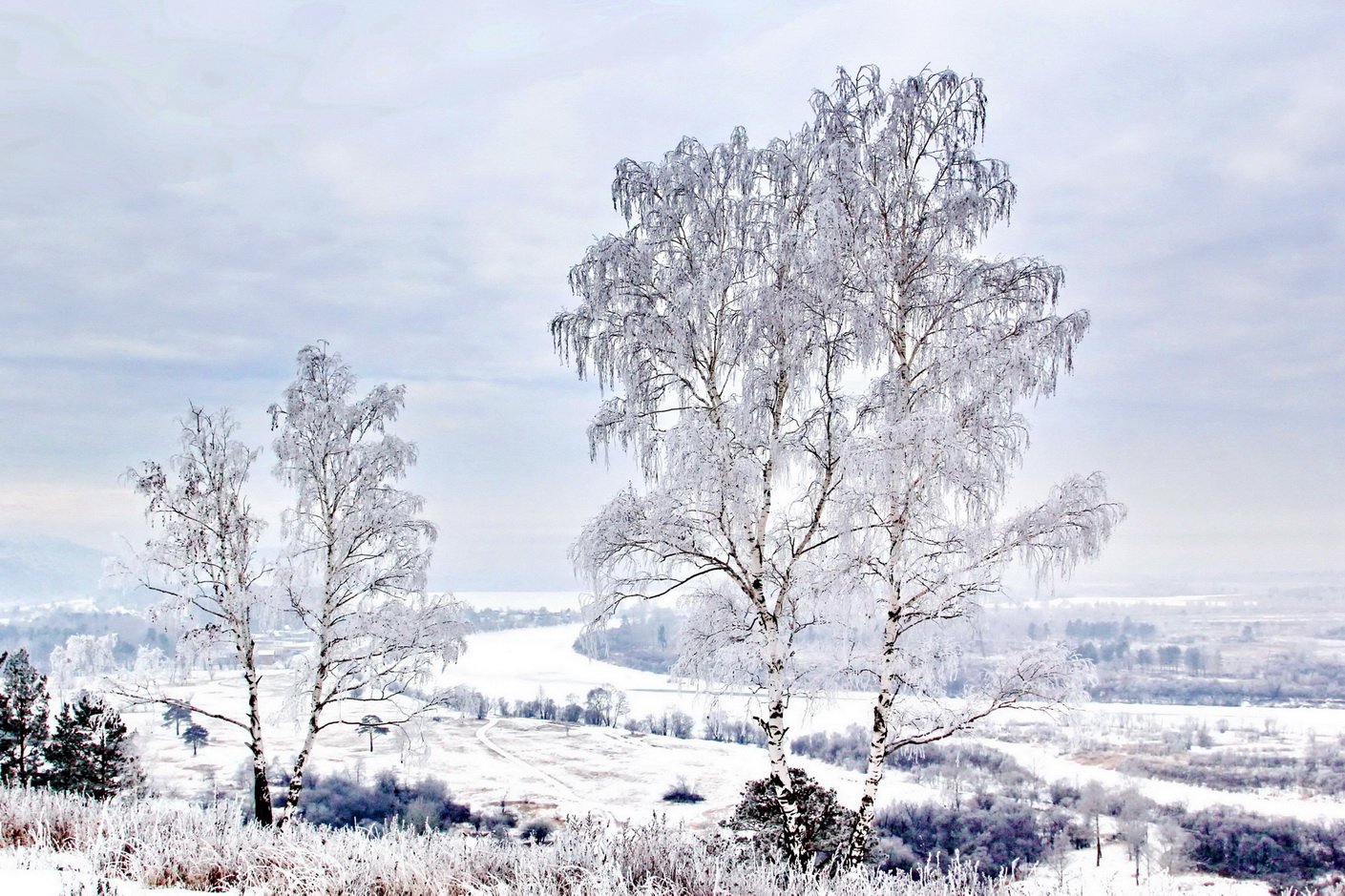 Юморная днем, картинки березка зимой