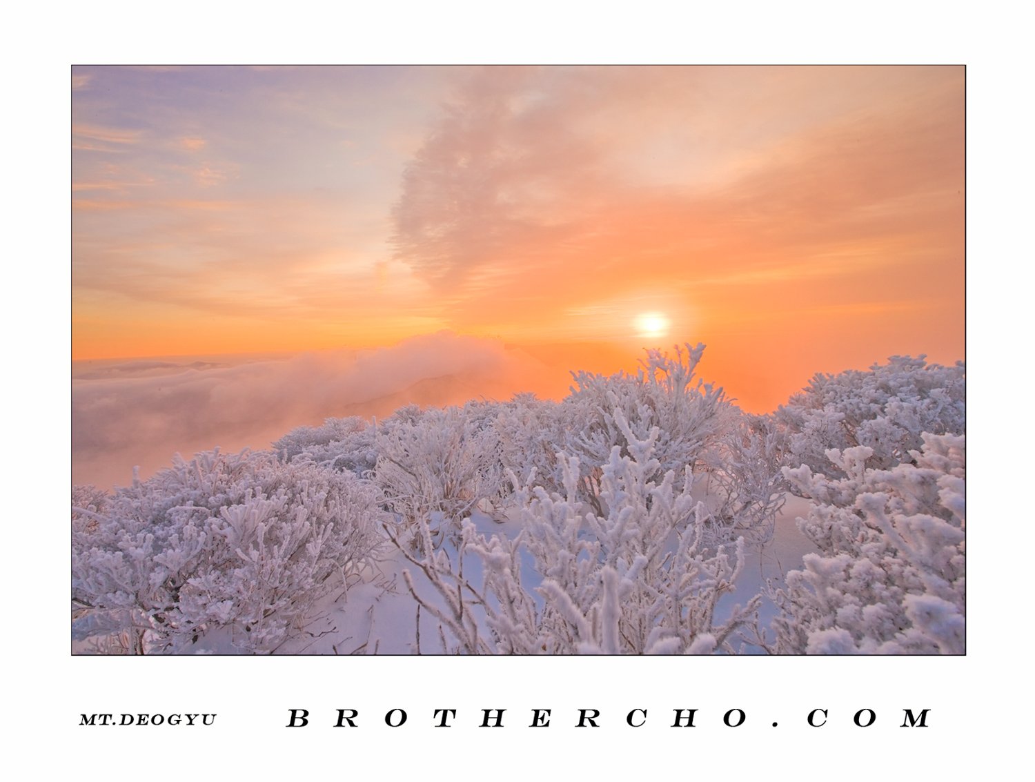 Winter Garden Photographer Cho Hyung Jae Winter Garden Photographer Cho Hyung Jae