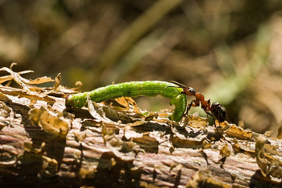  Лесной муравей поймал гусеницу соснового точильщика и тащит её в свой муравейник. Ирина Белотурова
