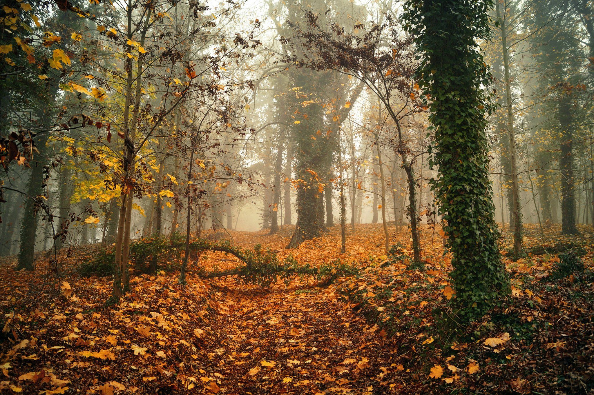 autumn in the park Radoslaw Dranikowski