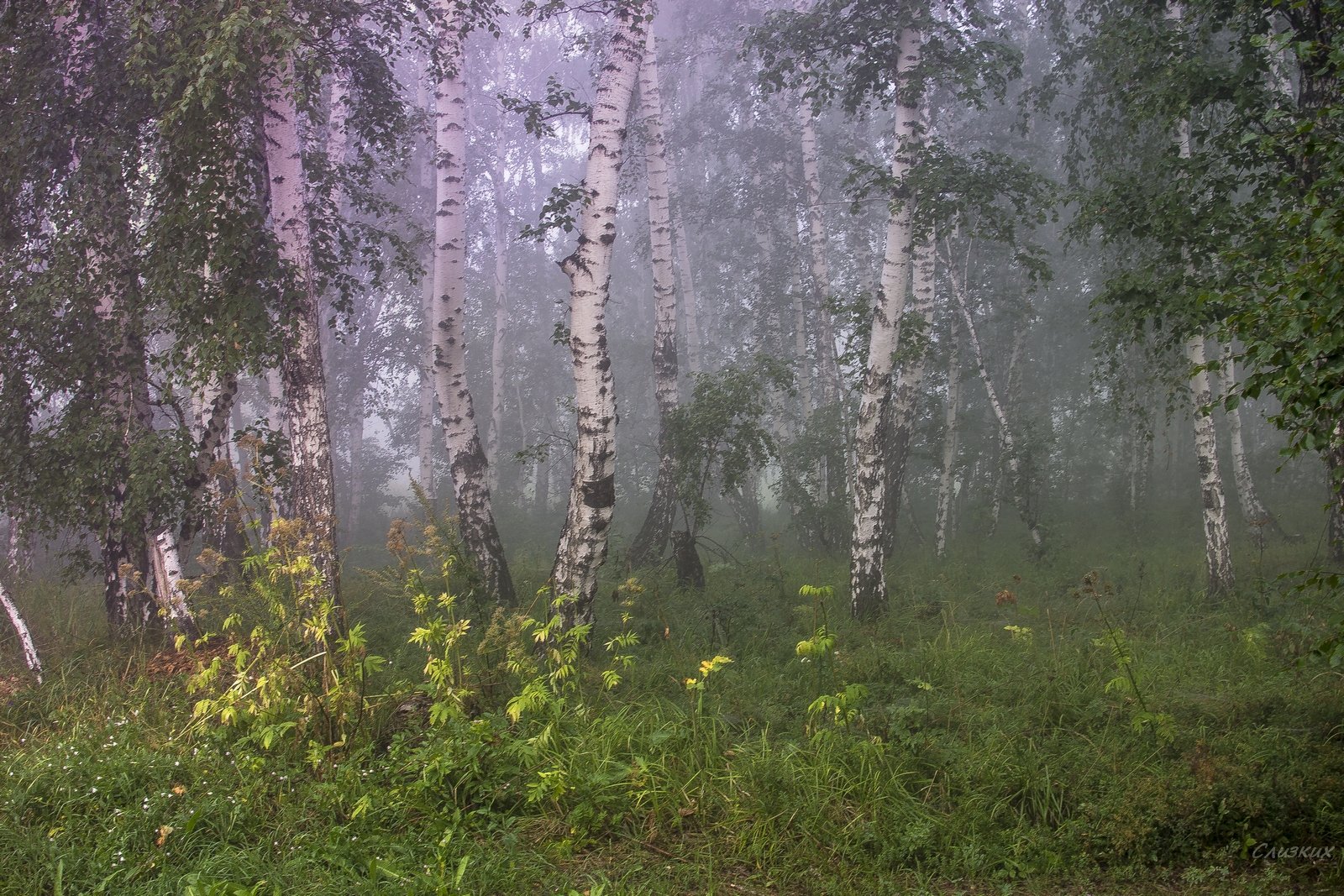 Как ясен август нежный и спокойный. Березы Эстетика Алтай. Березы в тумане. Берёзы в тумпне. Туман в берёзовом лесу.