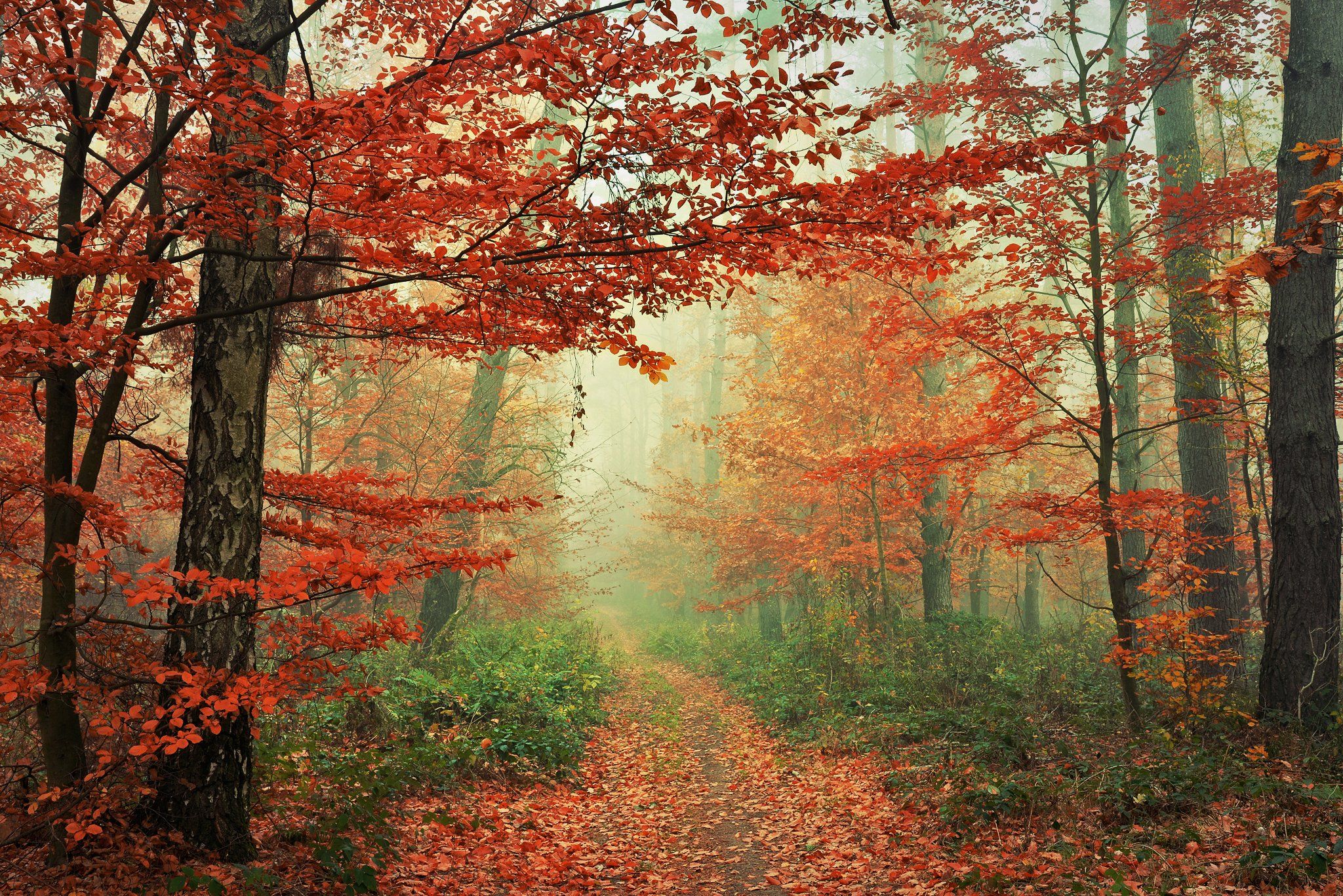 Red Forest. Radoslaw Dranikowski