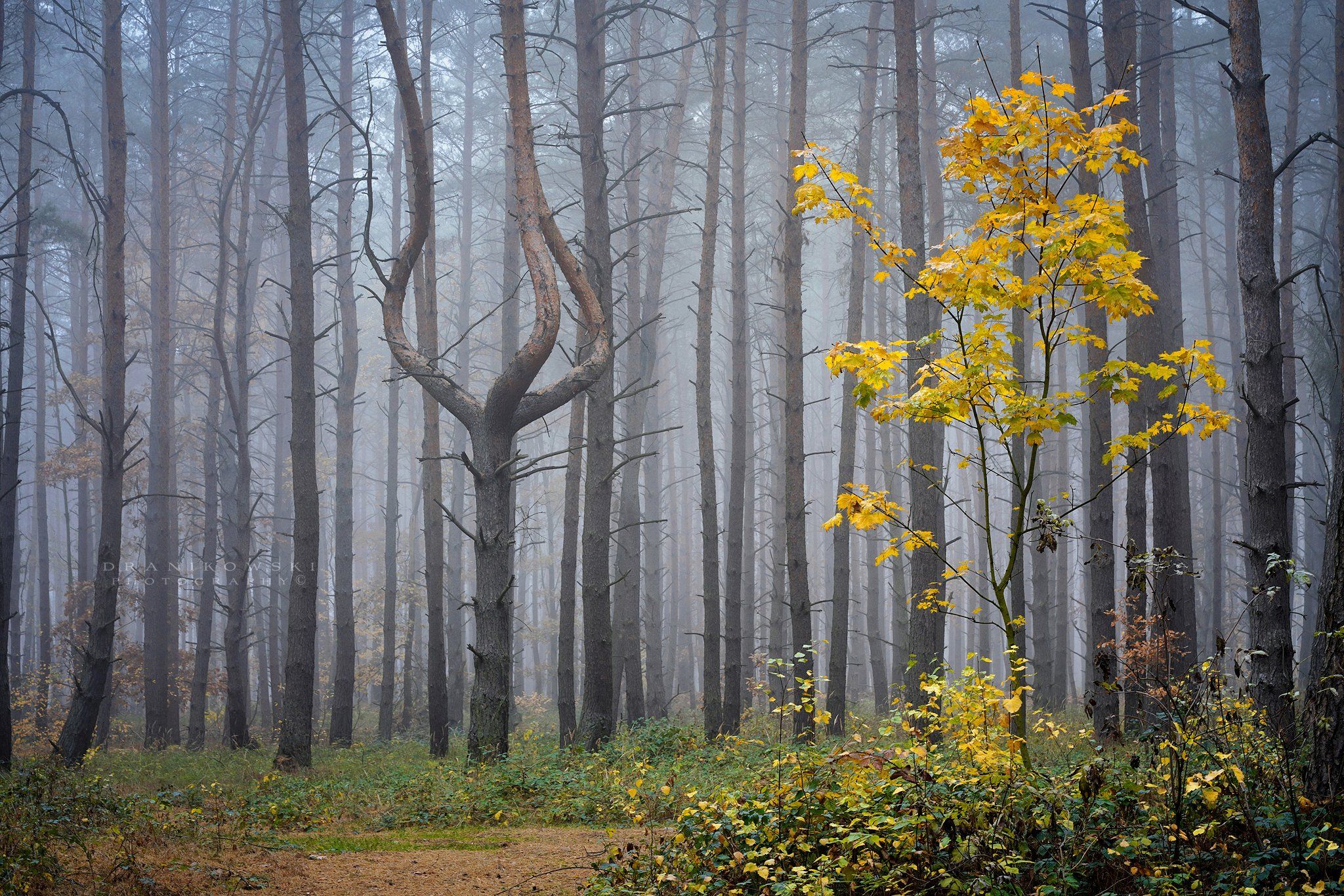 The Queen Of The Forest Photographer Radoslaw Dranikowski