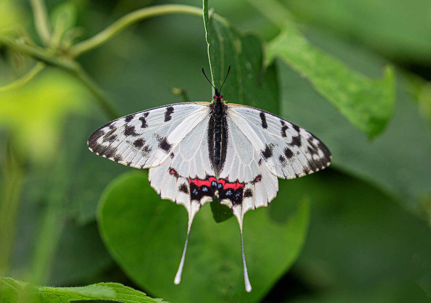 Серицин Монтела (Sericinus Montela)