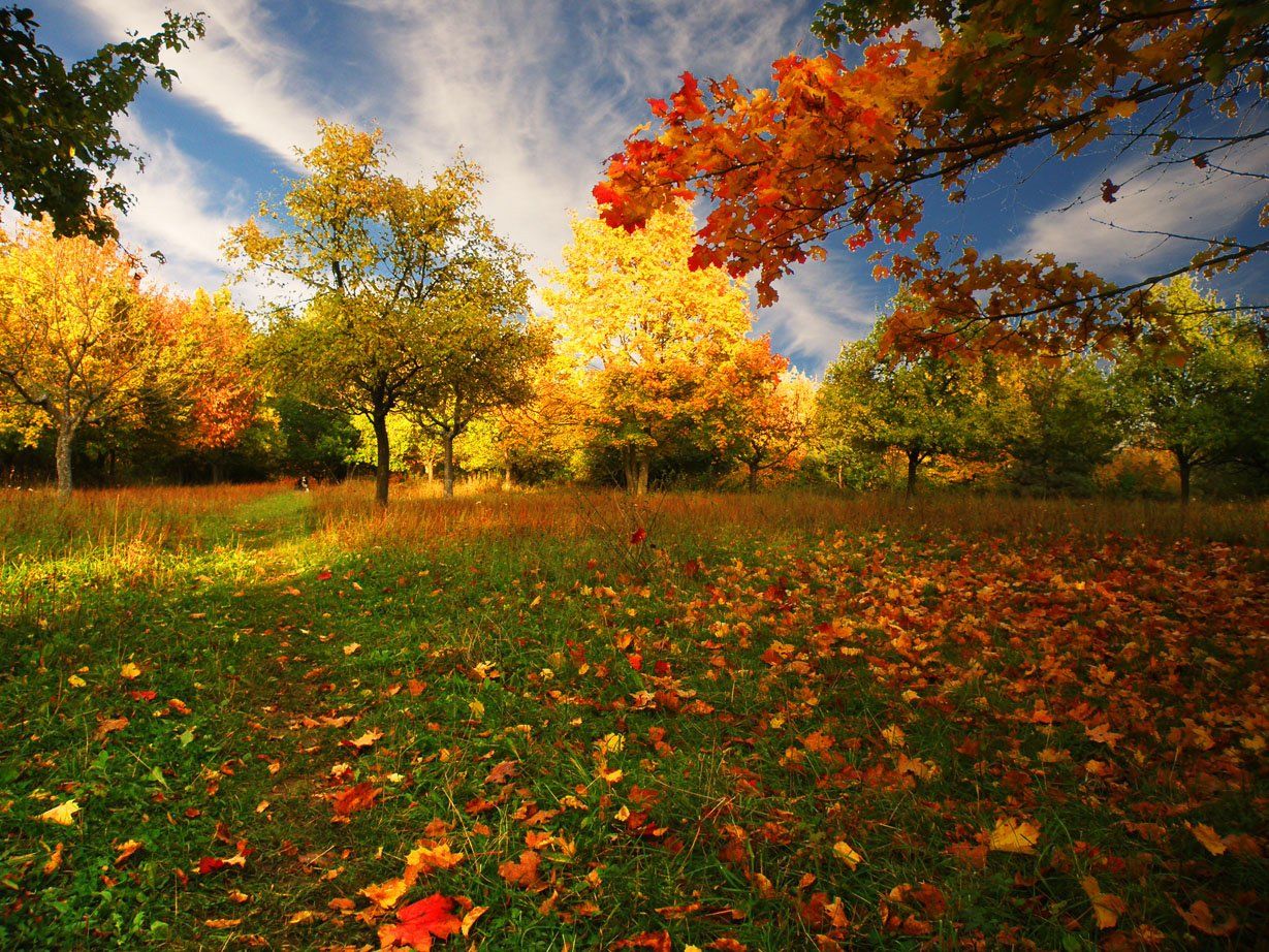 Осень. Осенний листопад. Осень листопад. Осень сентябрь. Красивый листопад.