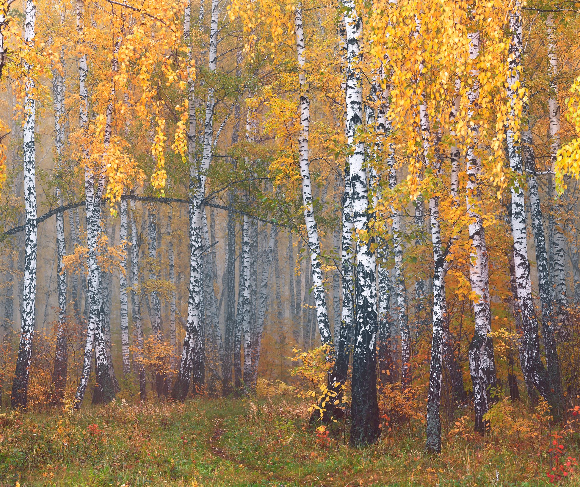 Рачеевский лес осень