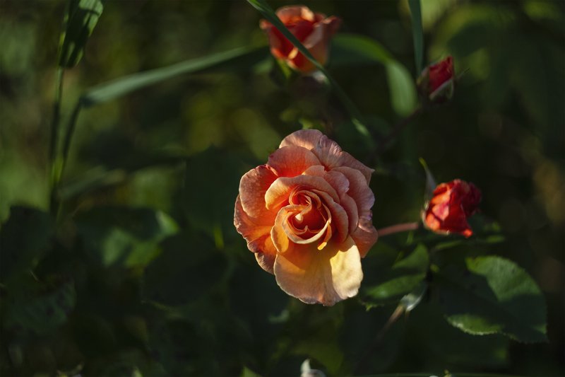pink roses flower blossom on a blur background napkin