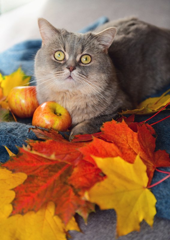 Осень котика
