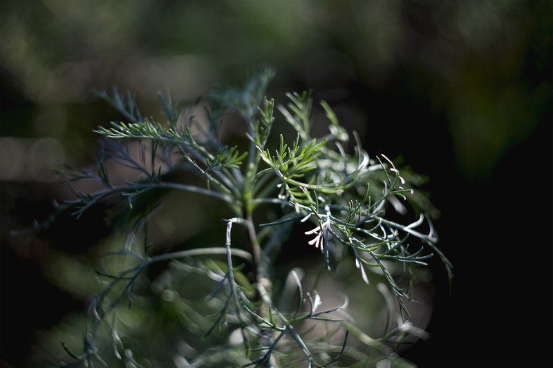 green plants on blur background