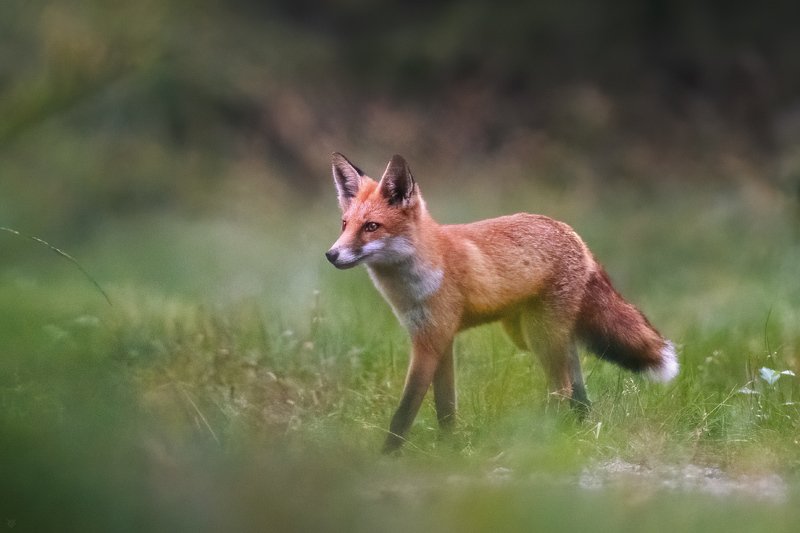 Sly fox