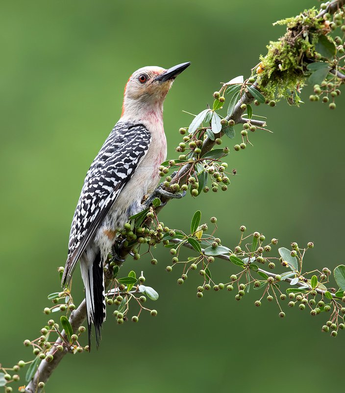Female. Red-bellied Woodpecker -  Каролинский меланерпес