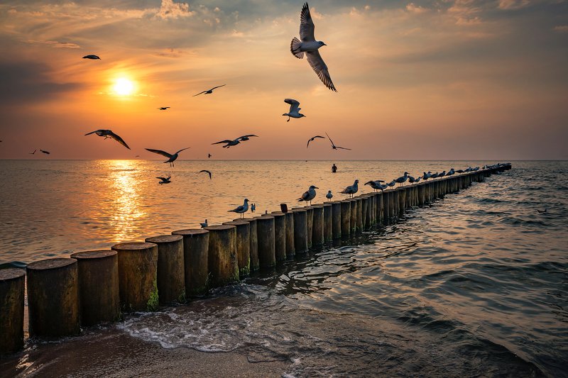 закат над Балтийским морем чайки