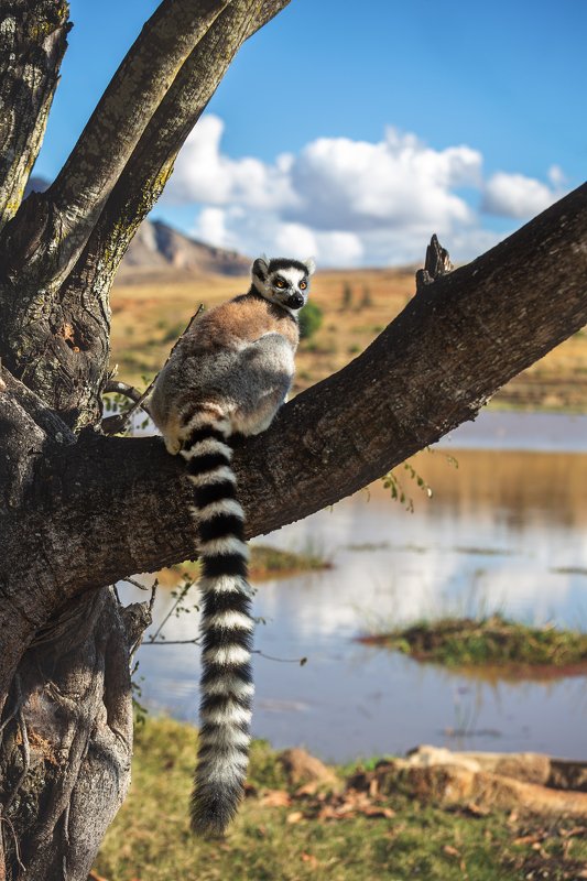 Мадагаскар .Лемур