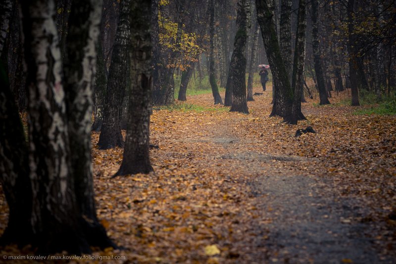 осенью, среди берёз.. / in autumn, among birches..