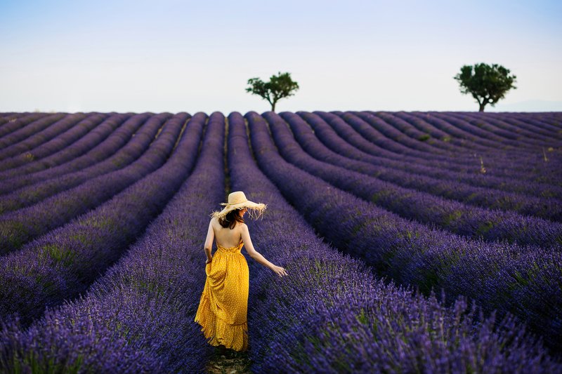 Утро в Лавандовых полях  - Provence, France