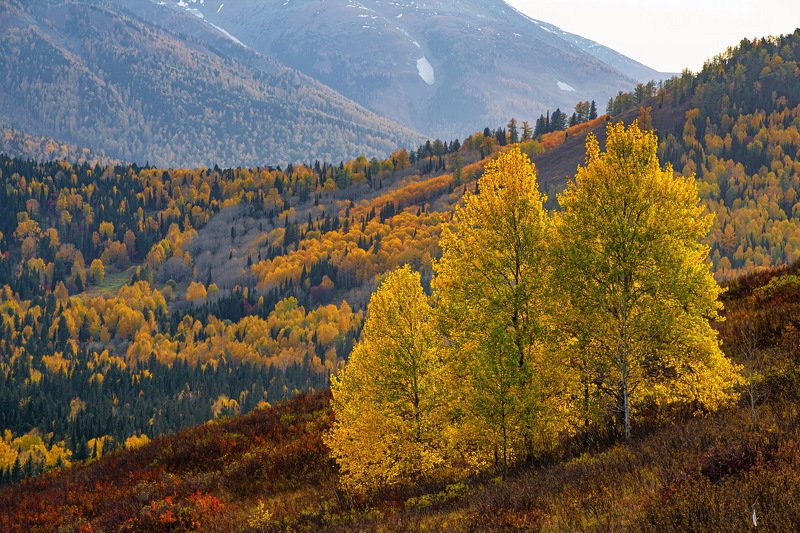 Алтайская   осень