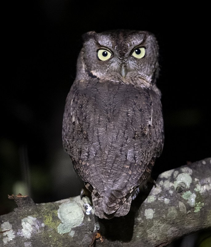Night little Owl - Сова