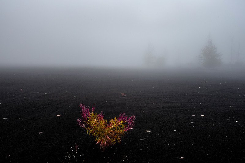 Цветок в тумане