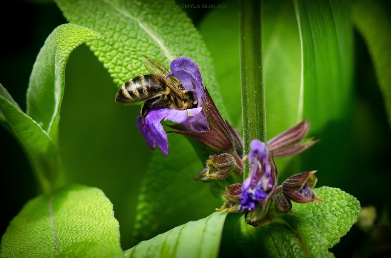 Пчела на цветке шалфея