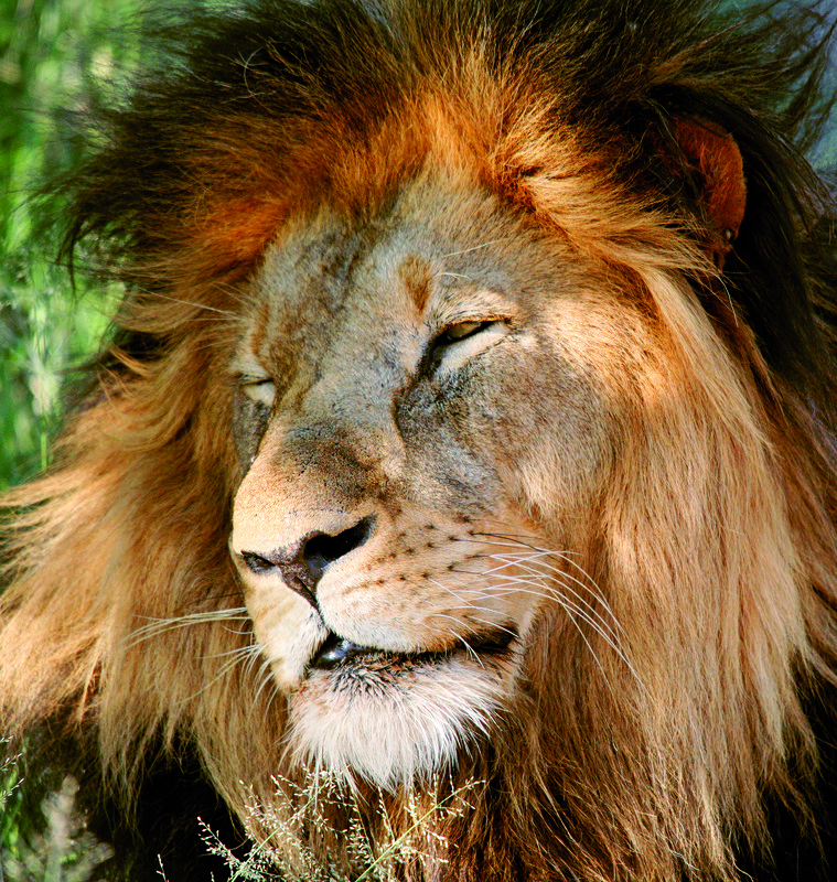 Лев 12 13. Фото Лев с жёлтыми глазами. Льву 39. Никаких животных.