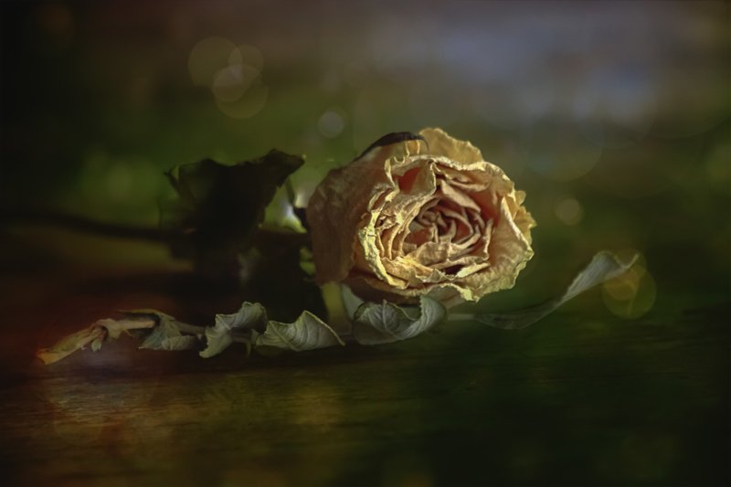 still life with old rose on blur background