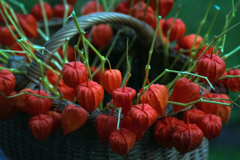 decorative orange plants