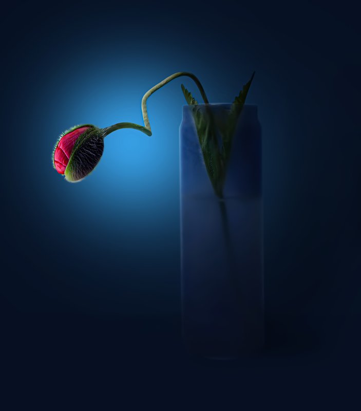 still life with red poppy on blue background