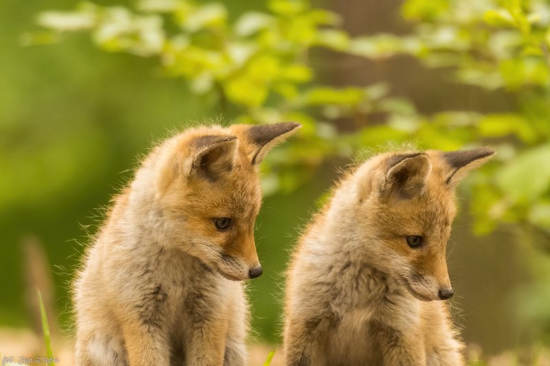Young foxes