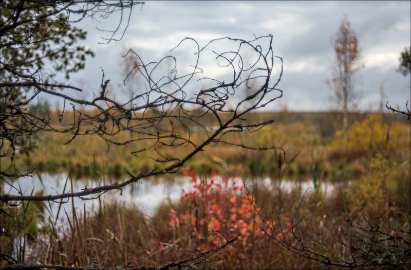 Гелиосный пейзаж осенних торфяников
