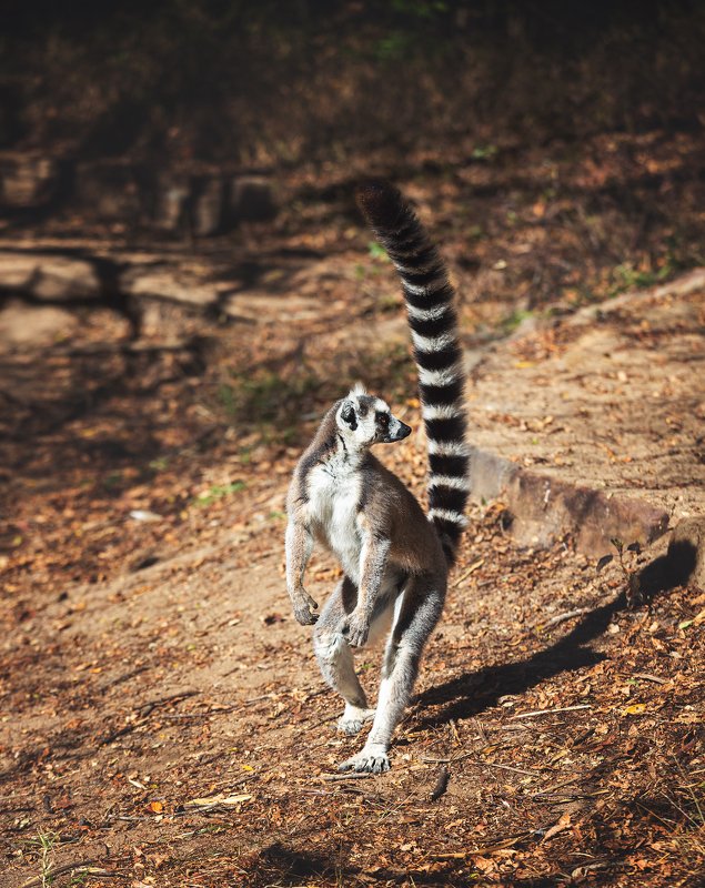 Кошачьи лемуры Мадагаскар