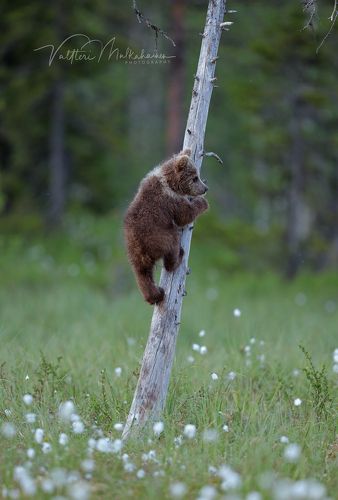 Ну и где этот фотограф?
