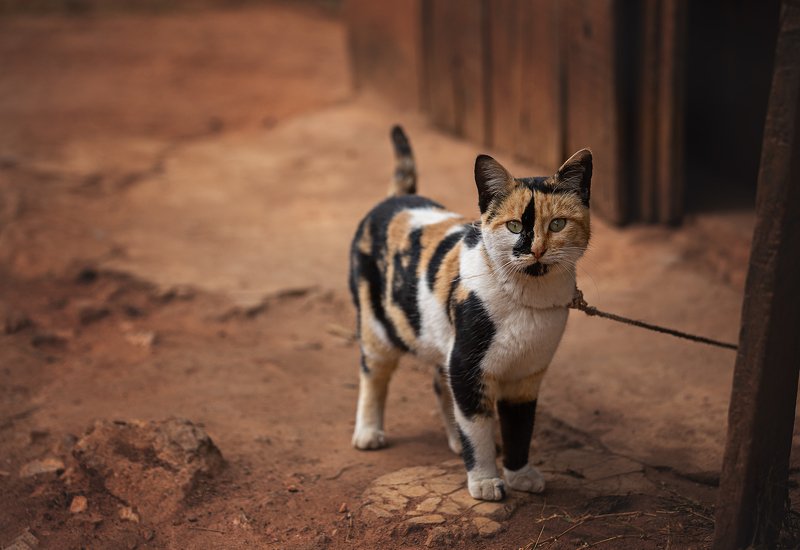 Мадагаскарская кошка 