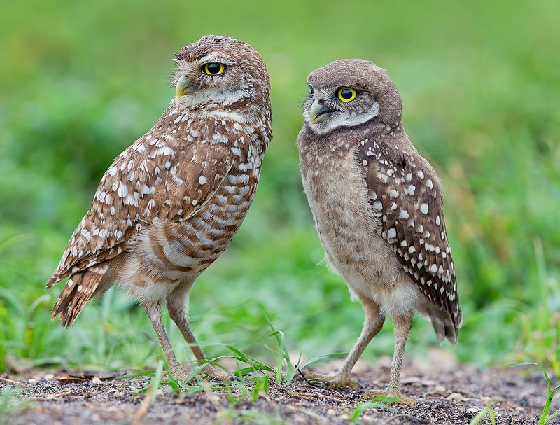 Сычики - Burrowing Owls