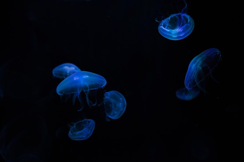 Медузы Тихого океана