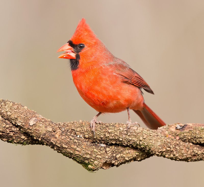 Красный кардинал - Northern Cardinal male
