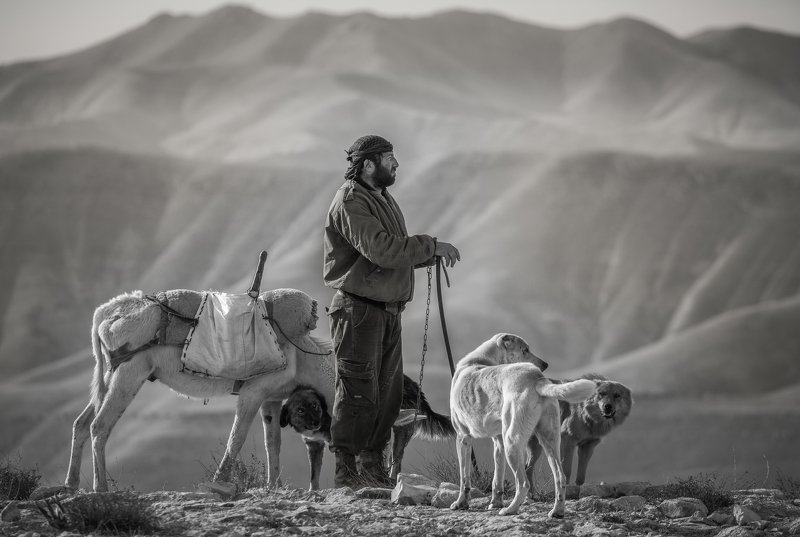 Lonely Bedouin Shepherd