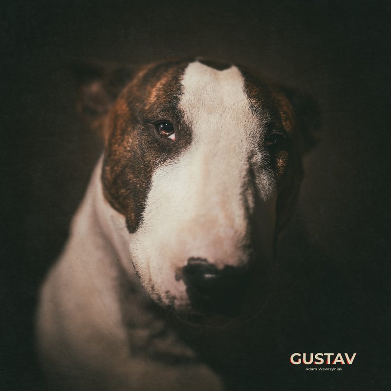 Gustav 