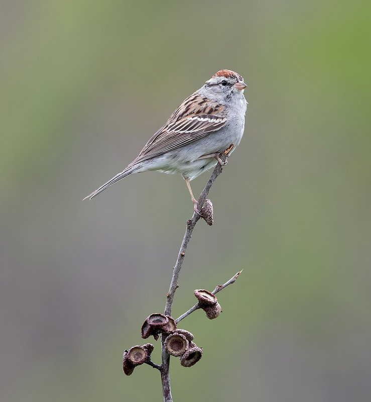Обыкновенная воробьиная овсянка - Chipping sparrow