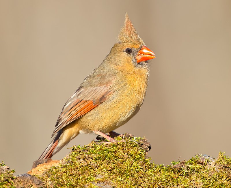 Female Northern Cardinal  - Cамка.Красный кардинал