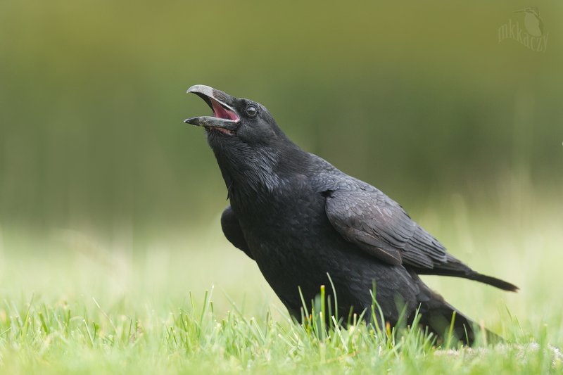 Raven call