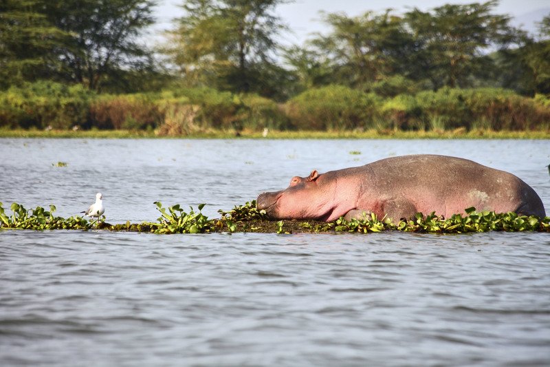После вкусного обеда…. Бегемот отдыхает на своем острове из водяных гиацинтов…. Озеро Накуро. Кения