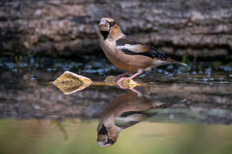 Hawfinch at drinkstation