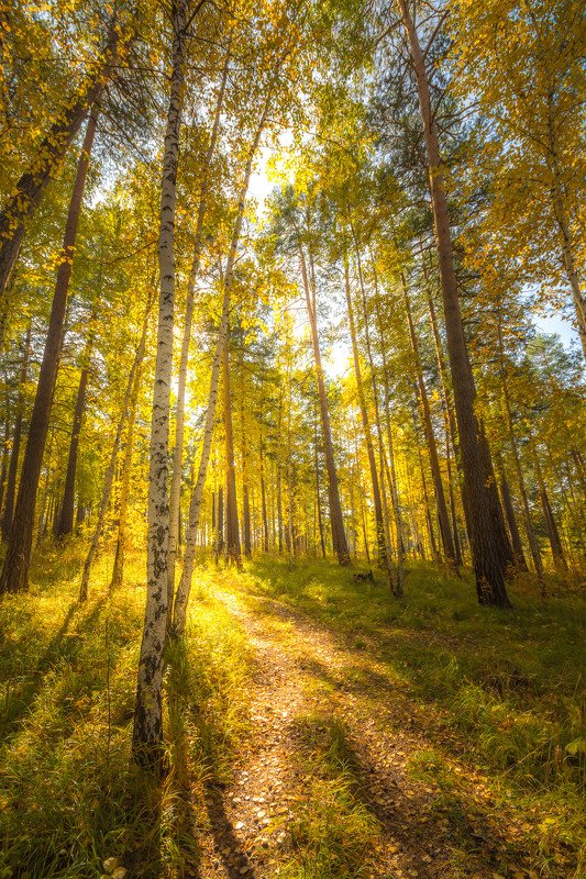 Gold forest. Золотые леса МГУ. Осенний Солнечный лес вид издалека. Тюменский лес и солнце. КП золотой лес Тюмень.