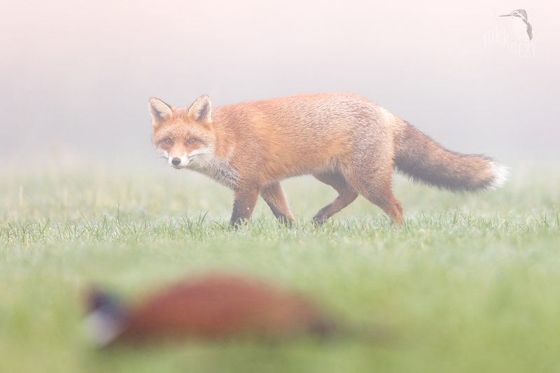 fox and pheasant 