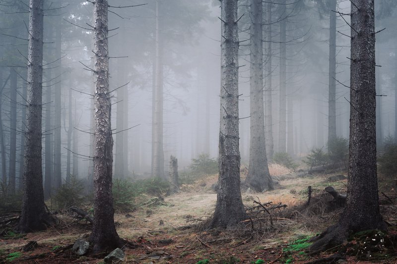 Foggy forest in the Owl Mountains