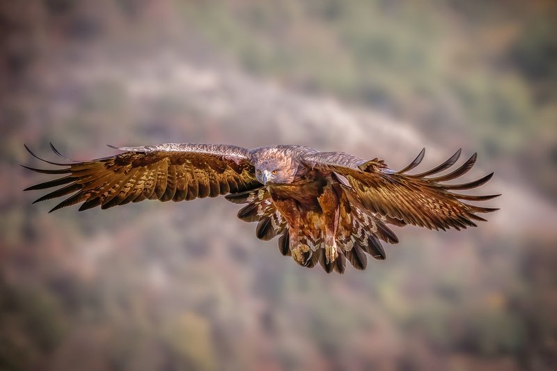 Golden eagle (Aquila chrysaetos)...